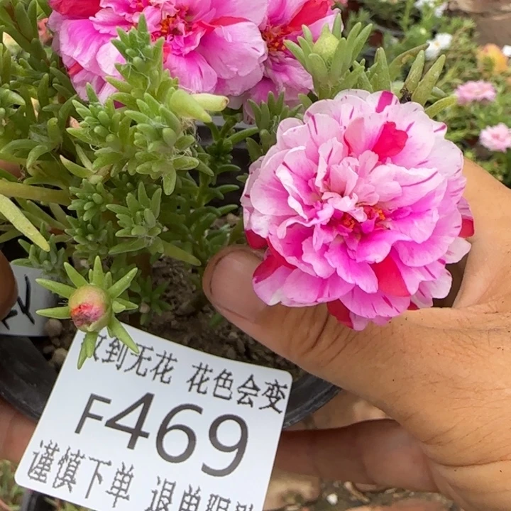 无花朵F469超小苗盆口10cm