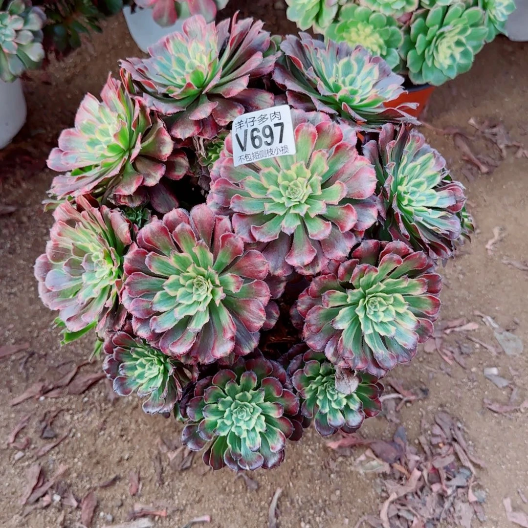维纳斯发师697冠幅28