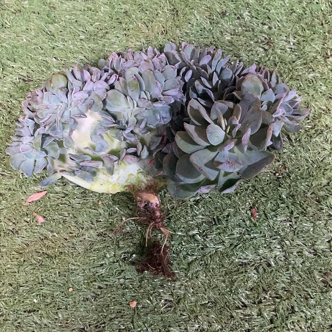 梦*梦里姐姐的白凤缀化