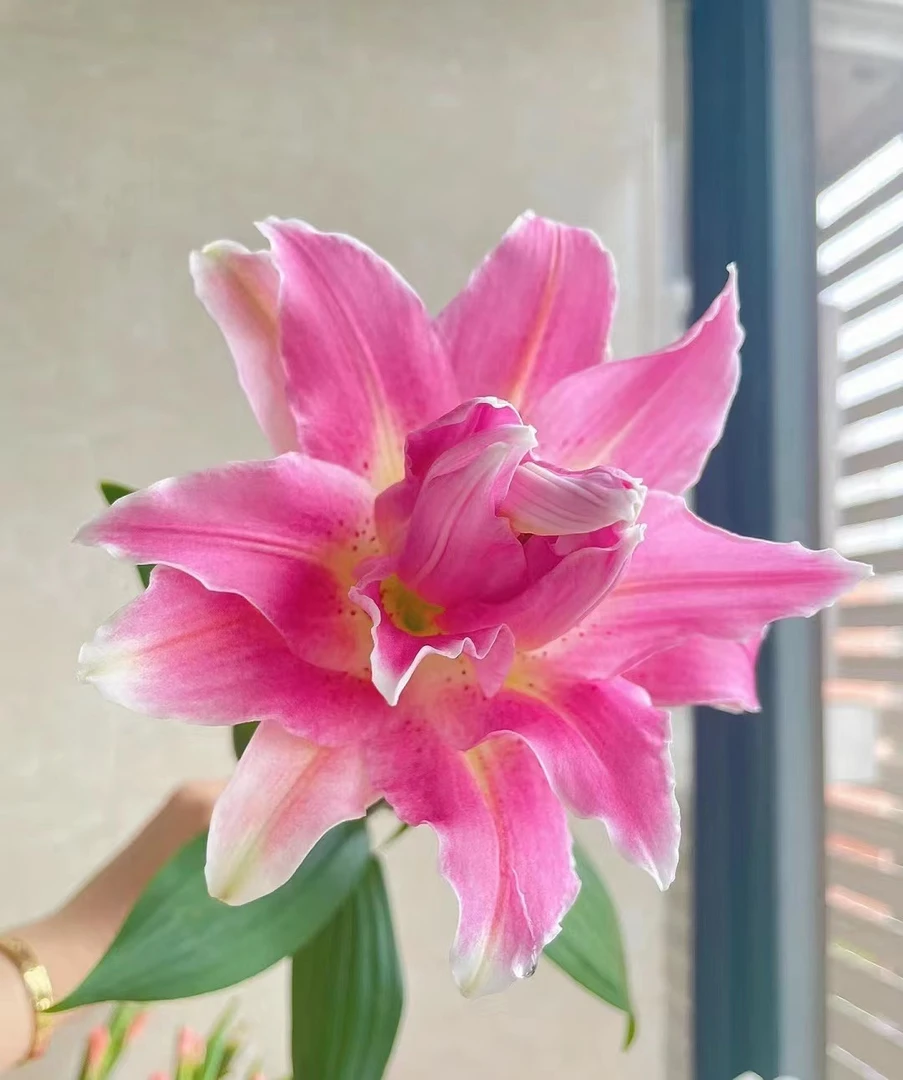 AA级 梦想线 重瓣香水百合