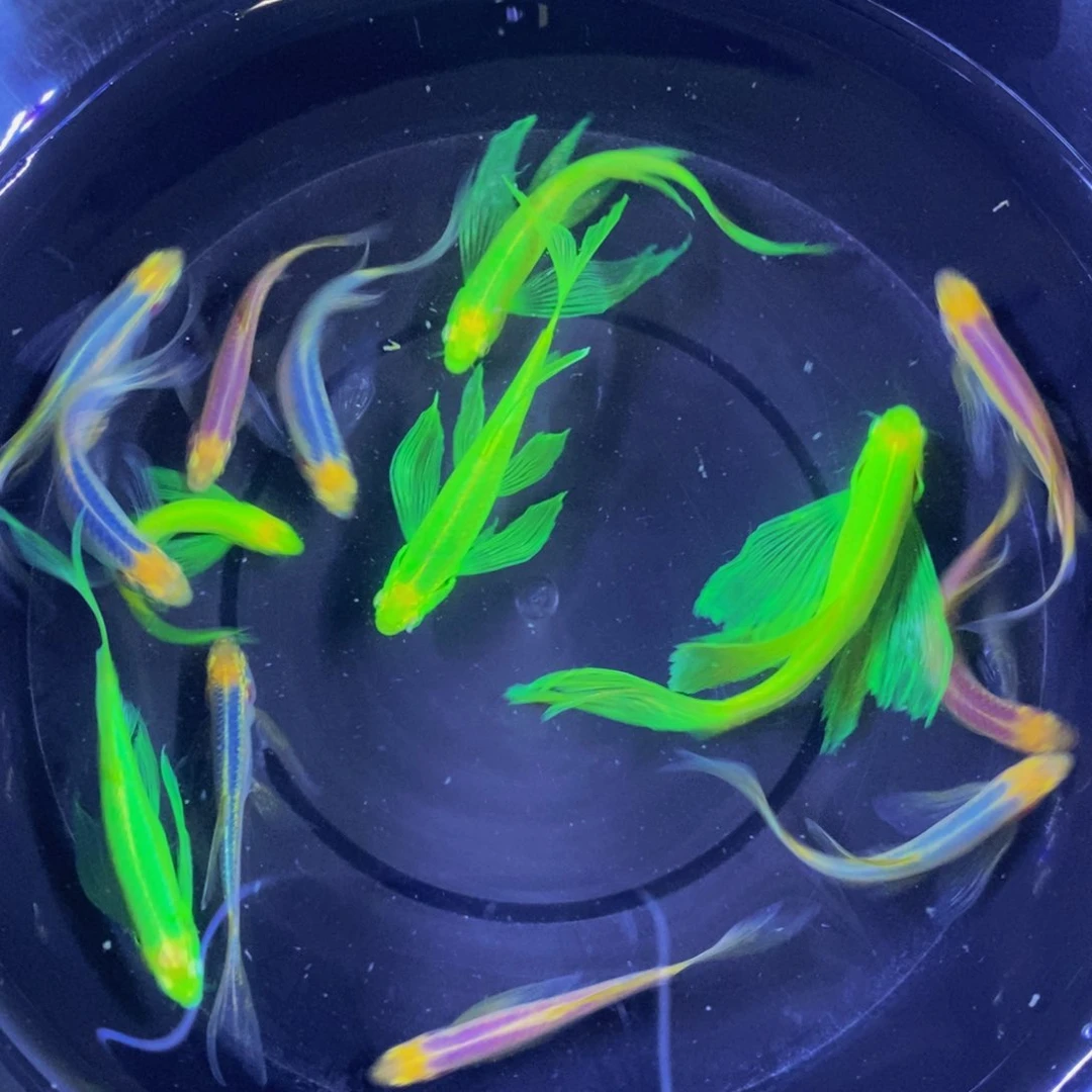 斑马鱼蝶翼斑马12送2