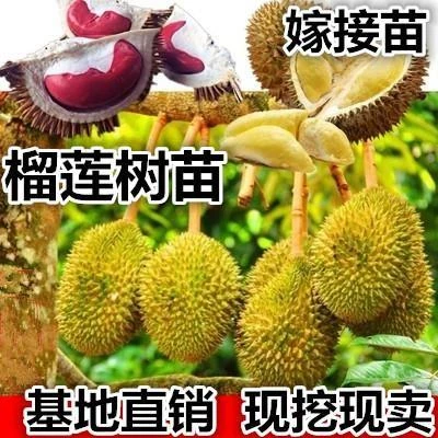 榴莲树活苗嫁接果树苗金枕榴莲苗南方种植菠萝蜜苗盆栽猫山王地栽
