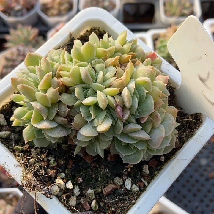 123昂缀多肉植物植物保护