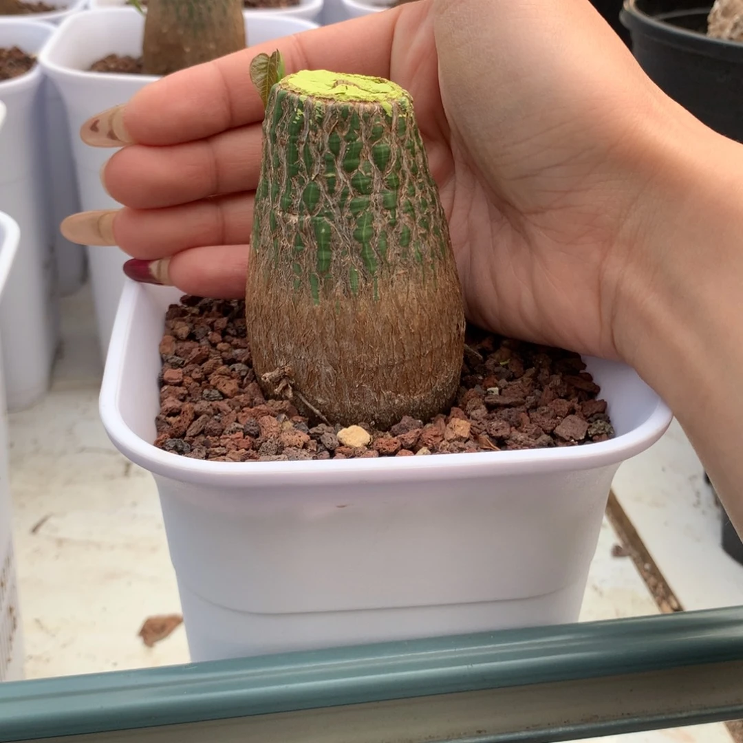 龟甲木棉实生实生