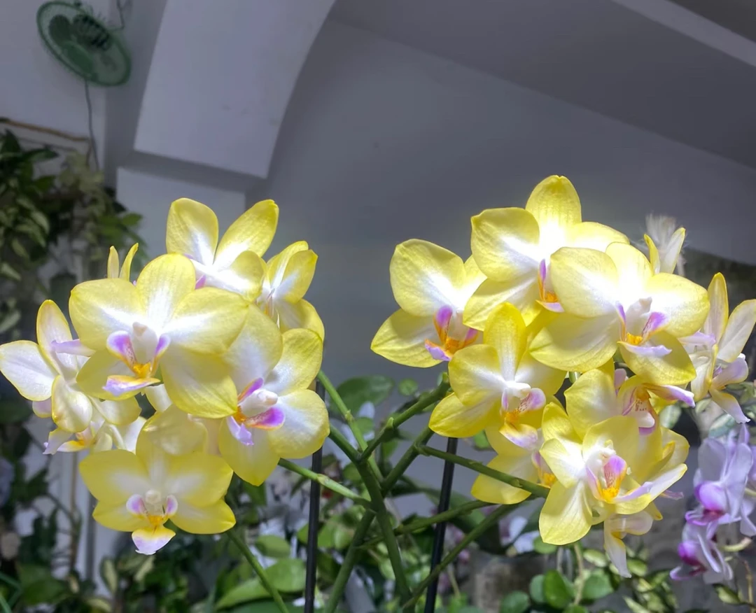 金星公主蝴蝶兰盆栽   任意两颗起发