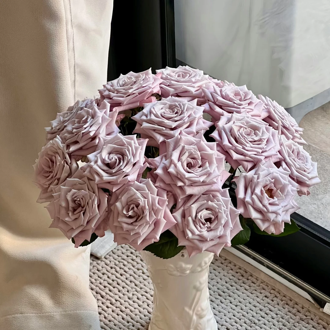 【鲜花批发 三单一个运费】曼塔玫瑰 16只➕4只防损