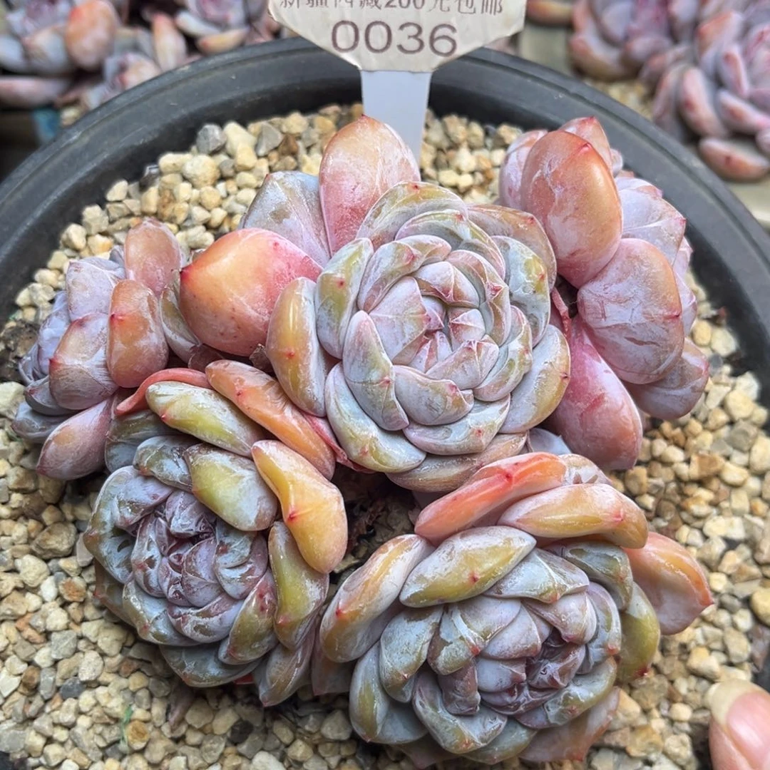 绿底紫心036/13cm6头