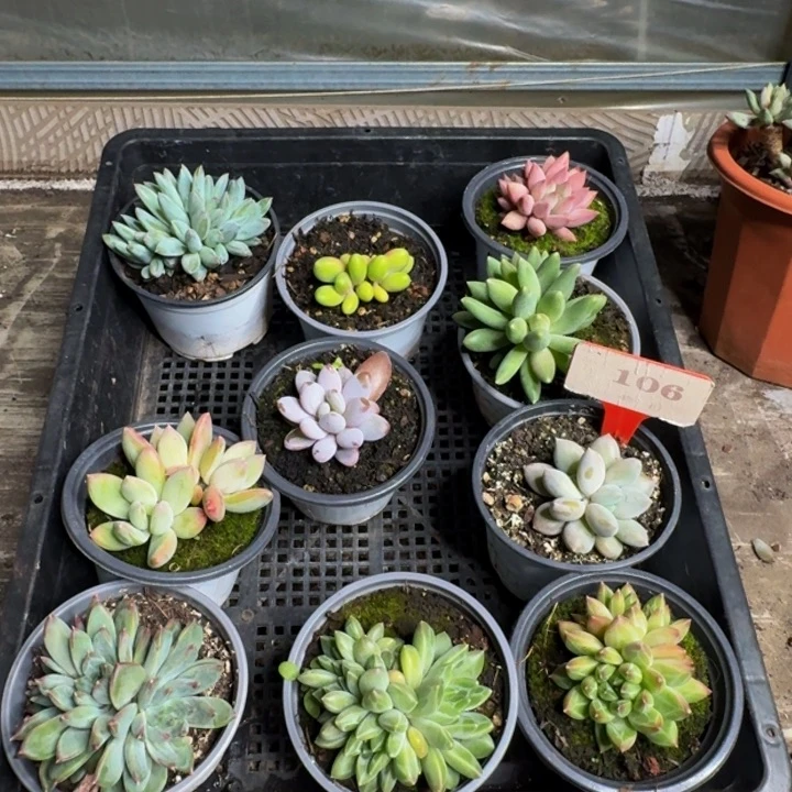 106多肉植物一物一拍