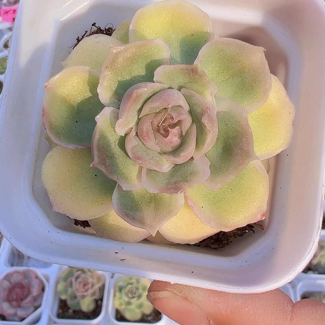 水晶虾饺19包邮多肉植物