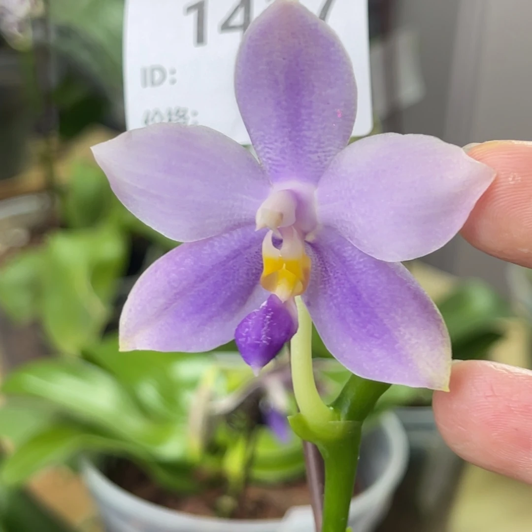 完全开放SWR22MC-1427