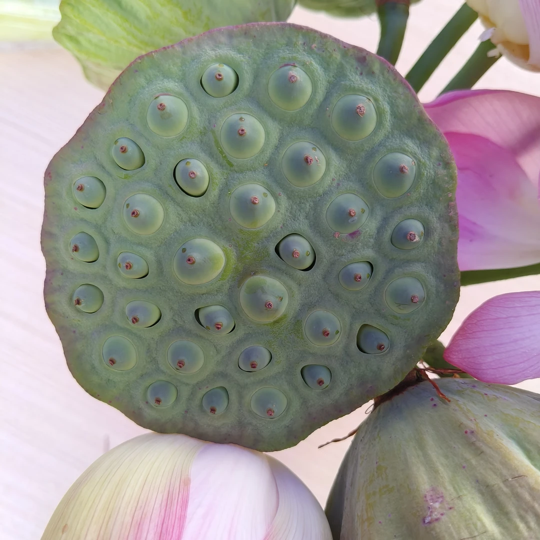 铭传乡启明社区江大爷家的莲蓬新鲜采摘孕妇小孩都可吃