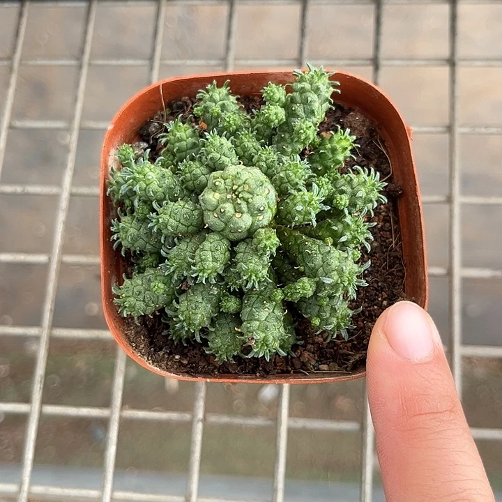 当前无花朵，栽培后可花朵