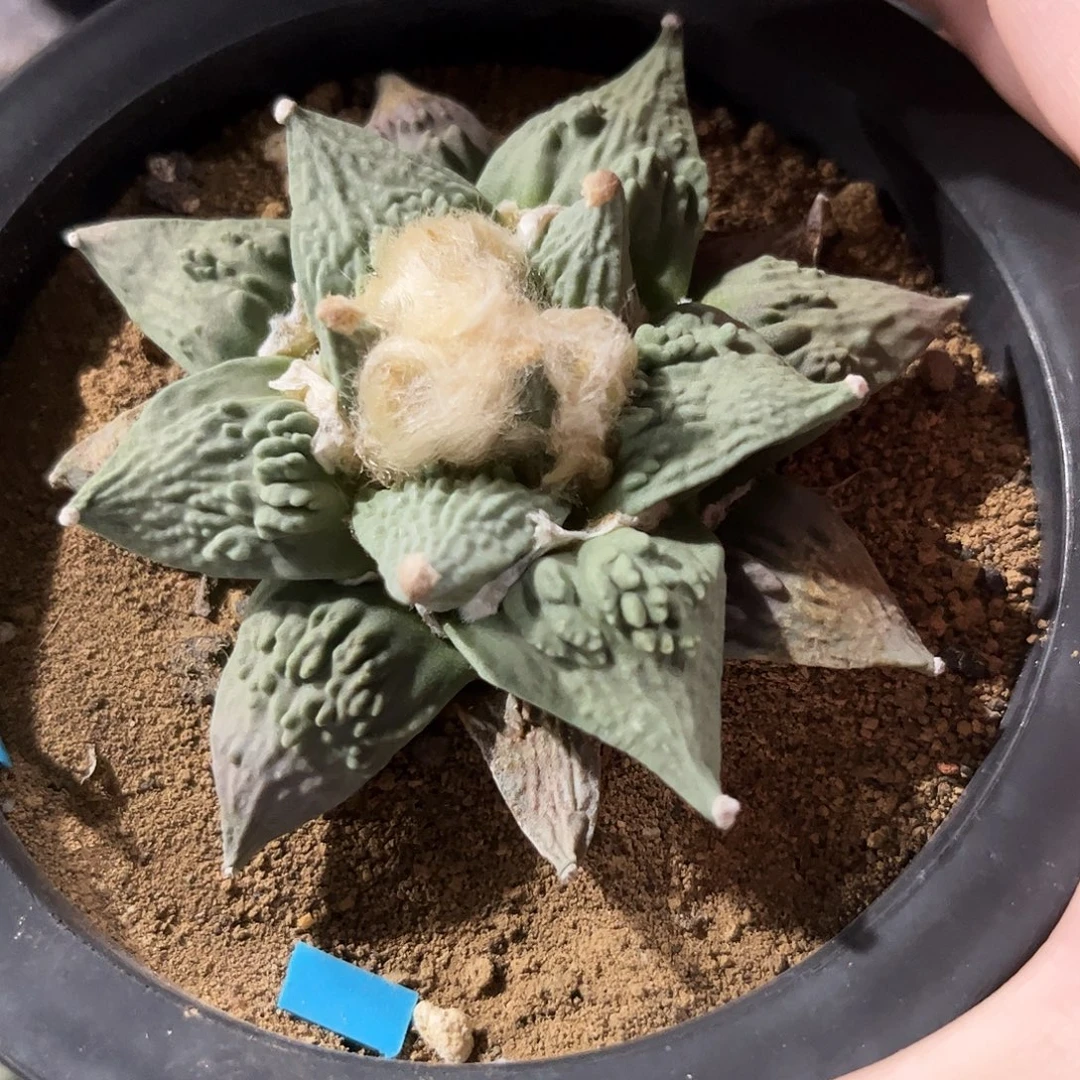 16号实生蓝白姬龙牙村主怒涛