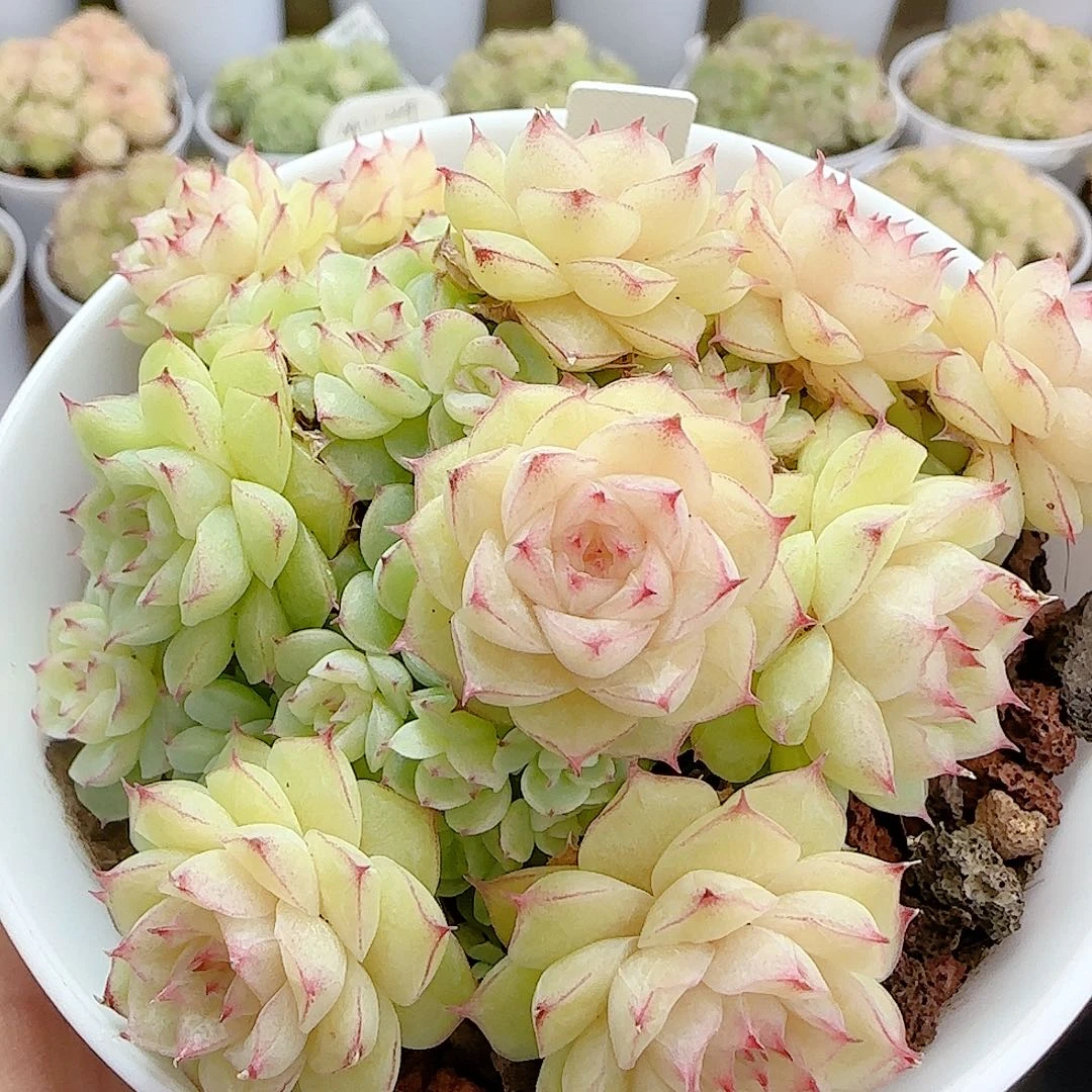 1124-59（ttp-32）优选