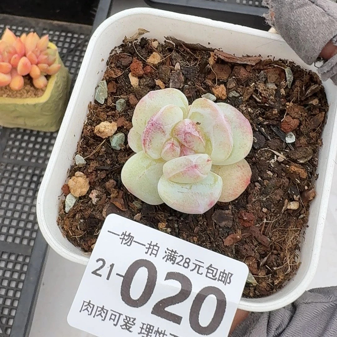 石化冰玉无盆土发货