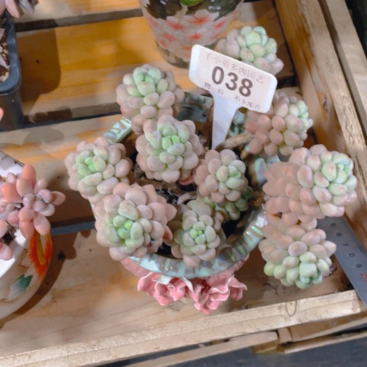 心**谢谢你的支持00000000038