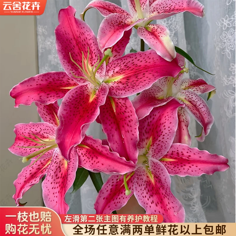 【云舍花卉】【草莓沐恩】单瓣百合全场任意满两单及以上鲜花包邮发货