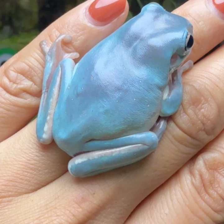 老爷树蛙下波福利