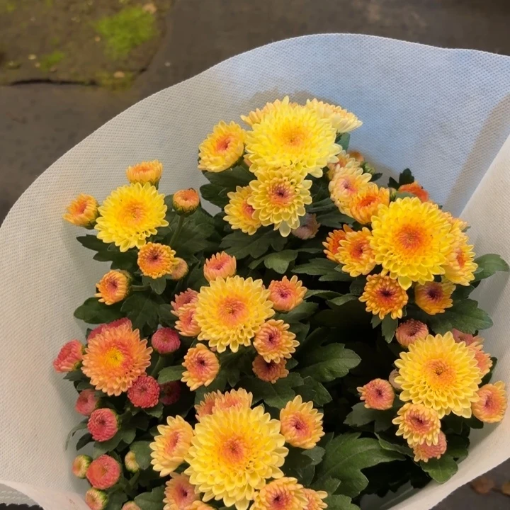 奶油色系宝莲灯小雏菊