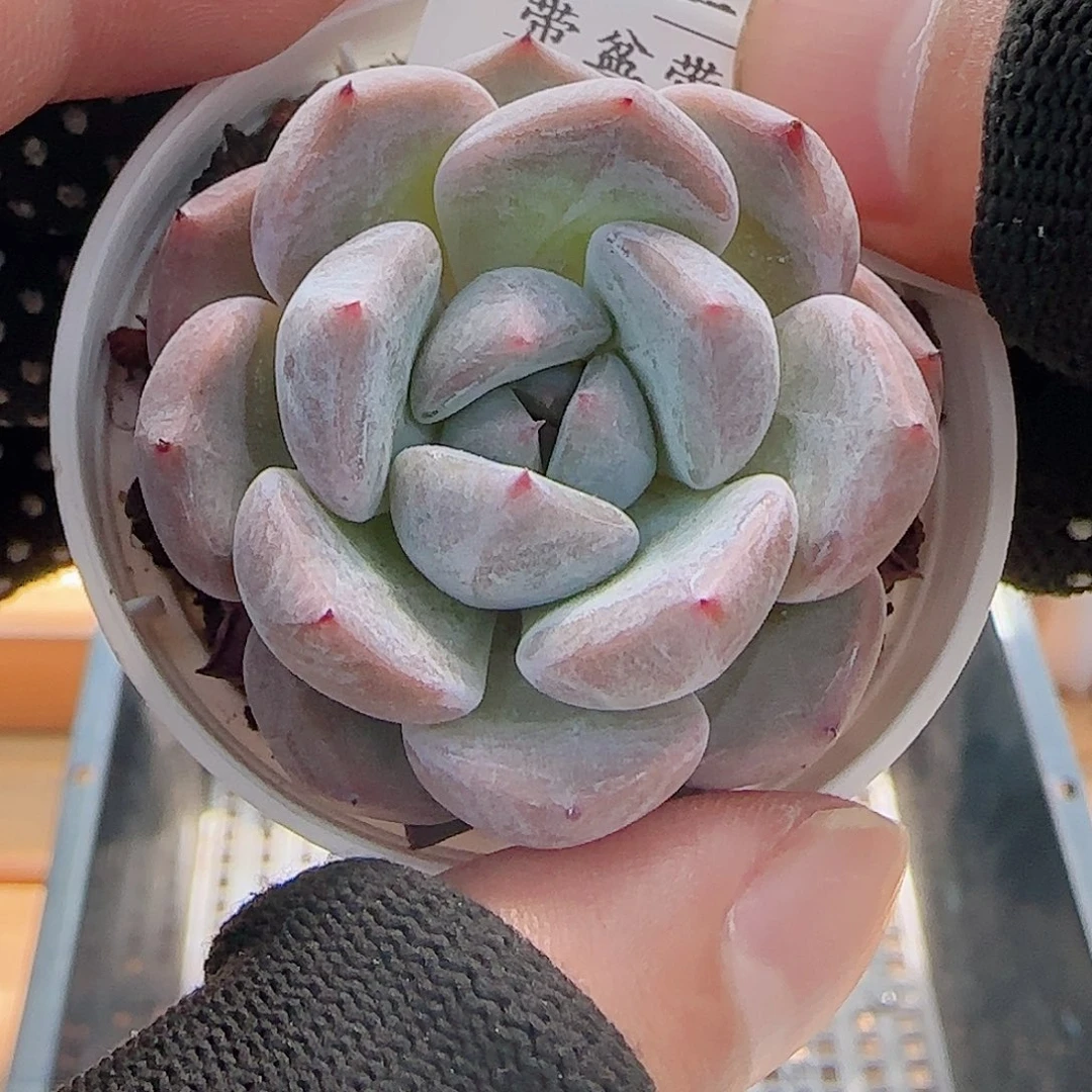 多肉0729-194福利福利