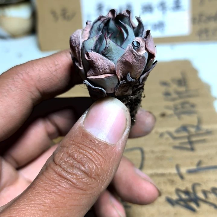 满6元包邮，黑娃子绝绝子