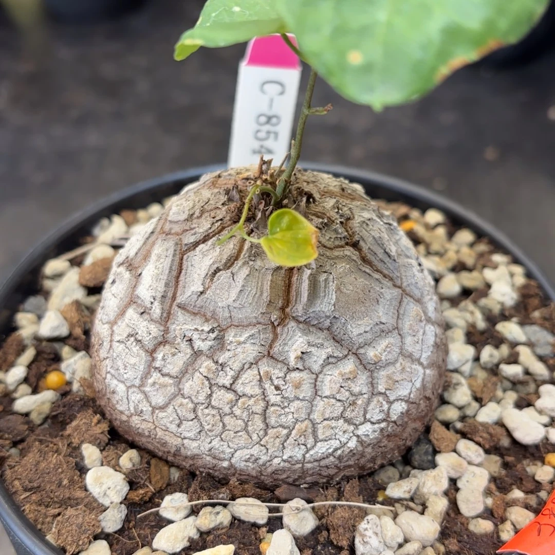 388号龟甲龙带盆包邮