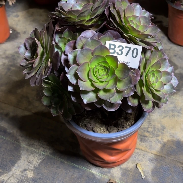 瑞妈。。。。。。370。魅金