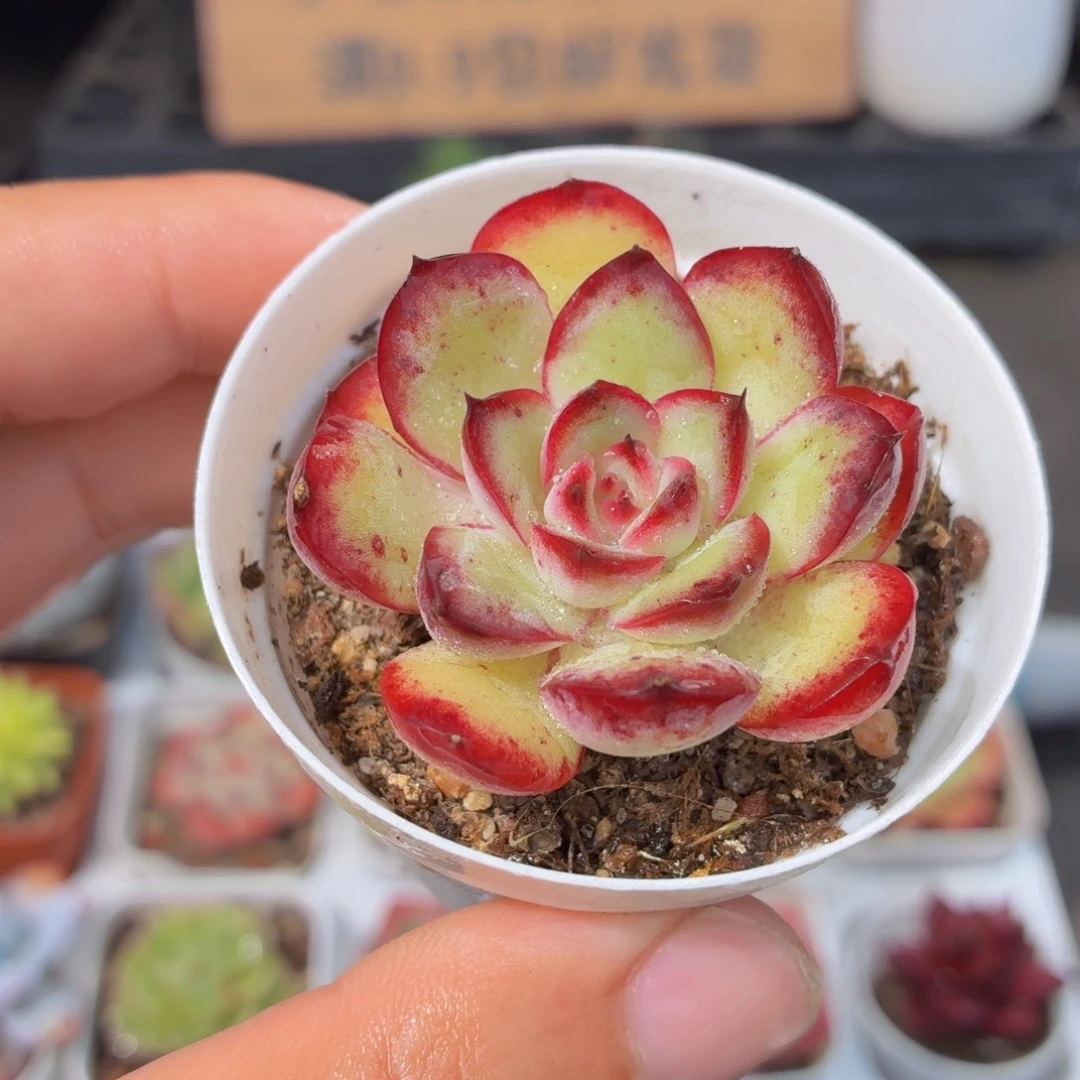 肉酱玫瑰多肉9.9包邮发货