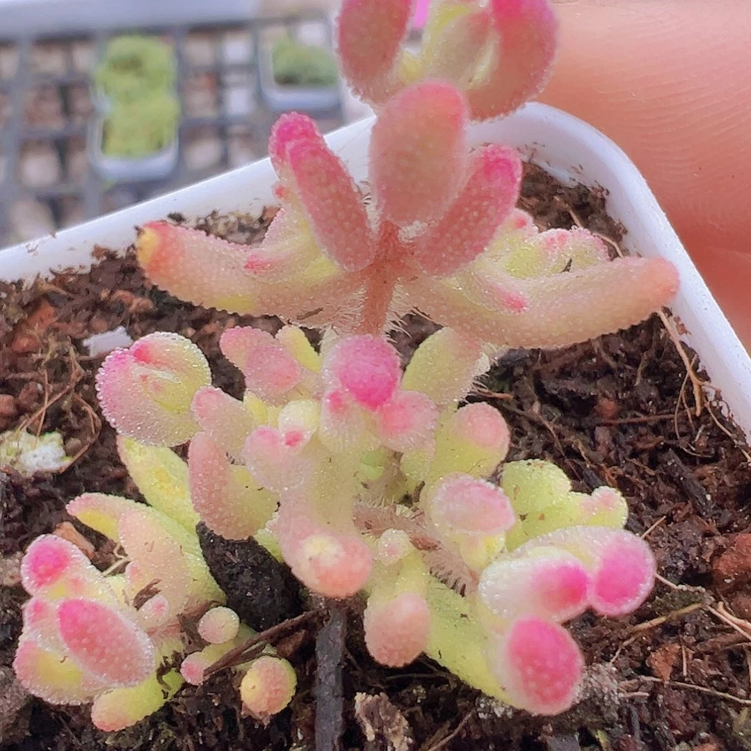 红宝石锦19包邮多肉植物
