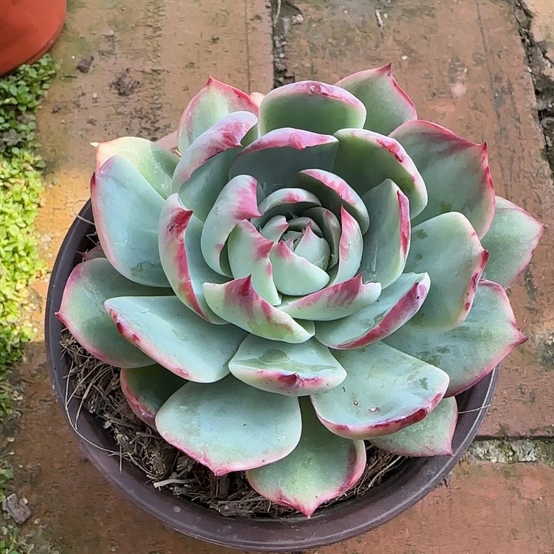 惊鸿仙子单头多肉植物