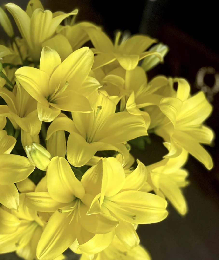 鲜花【黄钻亚百合】同地址两单以上顺丰包邮送货上门+送配草1扎