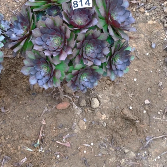 无花朵814多肉植物桃花的