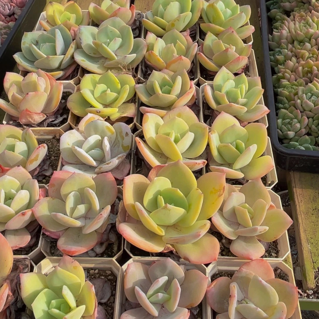 037点燃希望之光吧期待