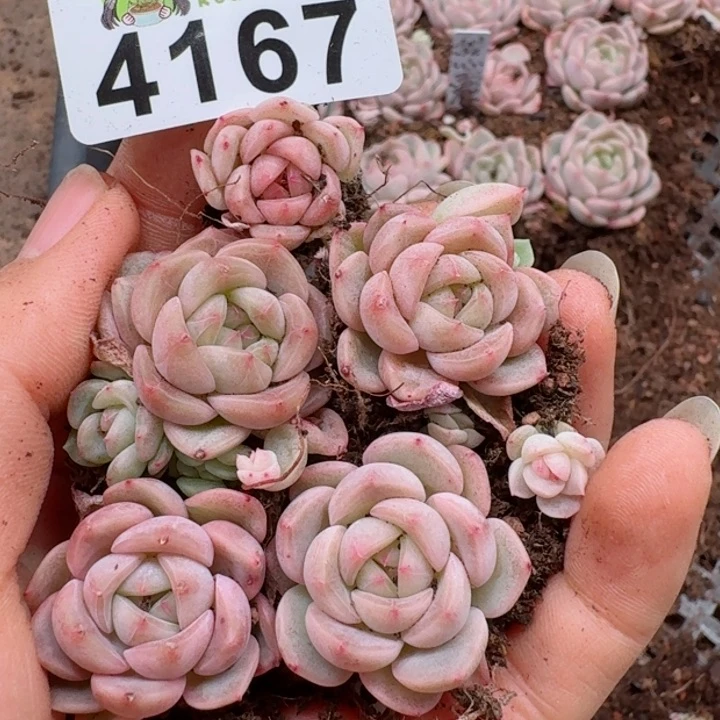 小****ღ多肉植物多肉植物