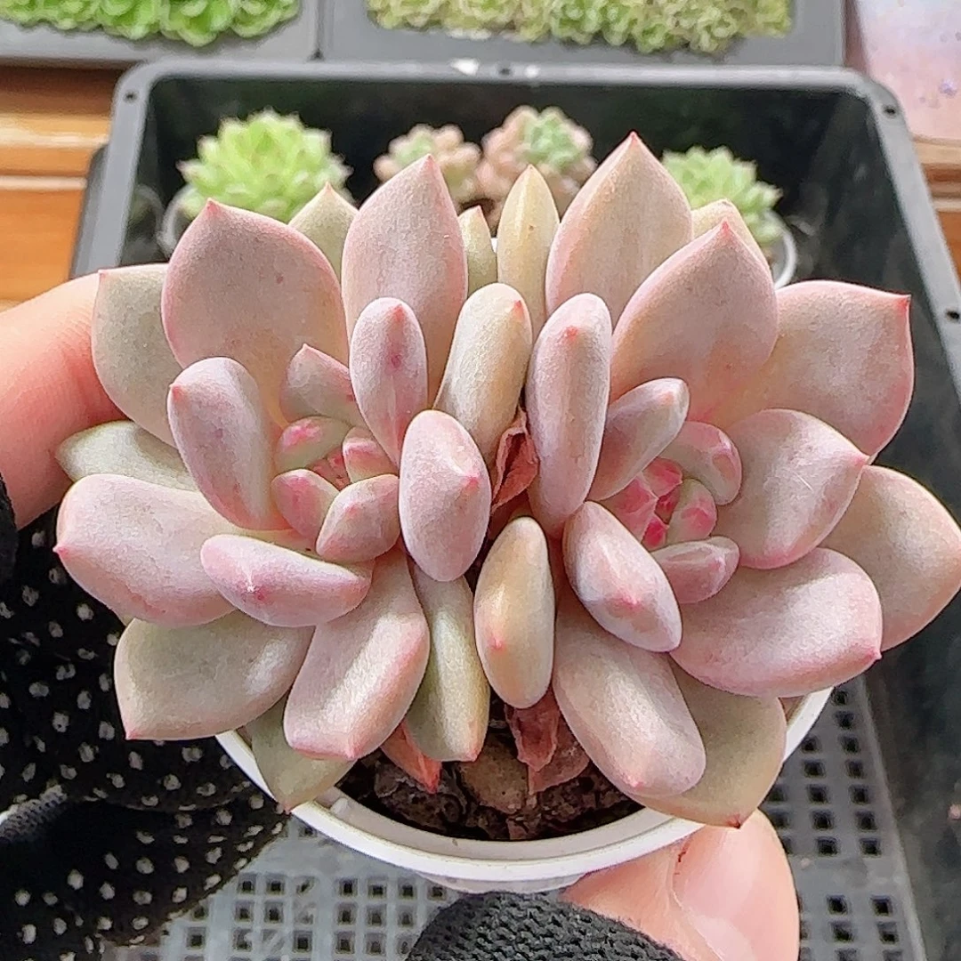 多肉1009--70爱丽儿凌雪