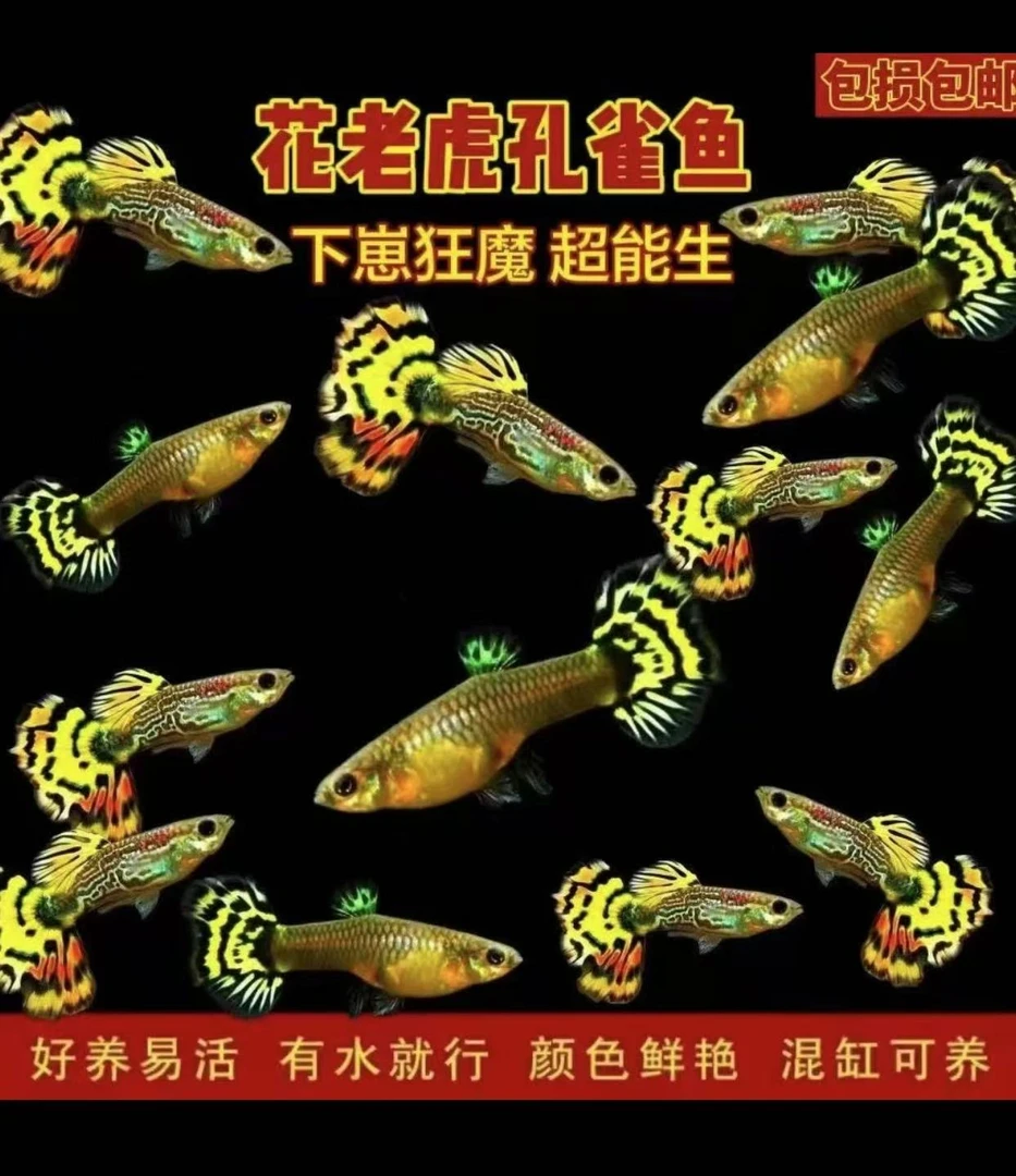 【花老虎亚成鱼】（录开箱视频，超备损找客服，入缸不报损）