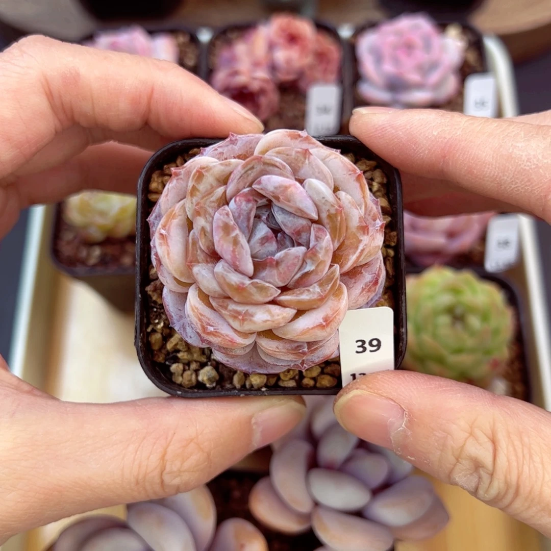 好好看39、哈哈哈哈