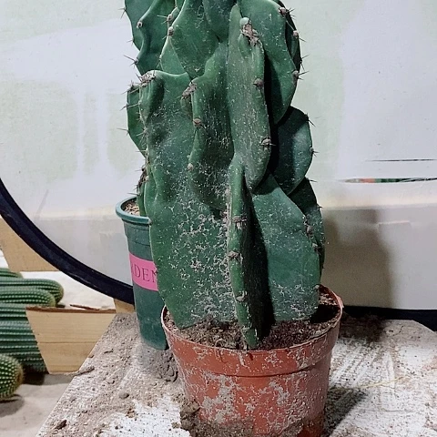 30公分左右象腿原盆量天尺