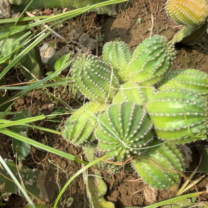 矮胖白檀小红帽147