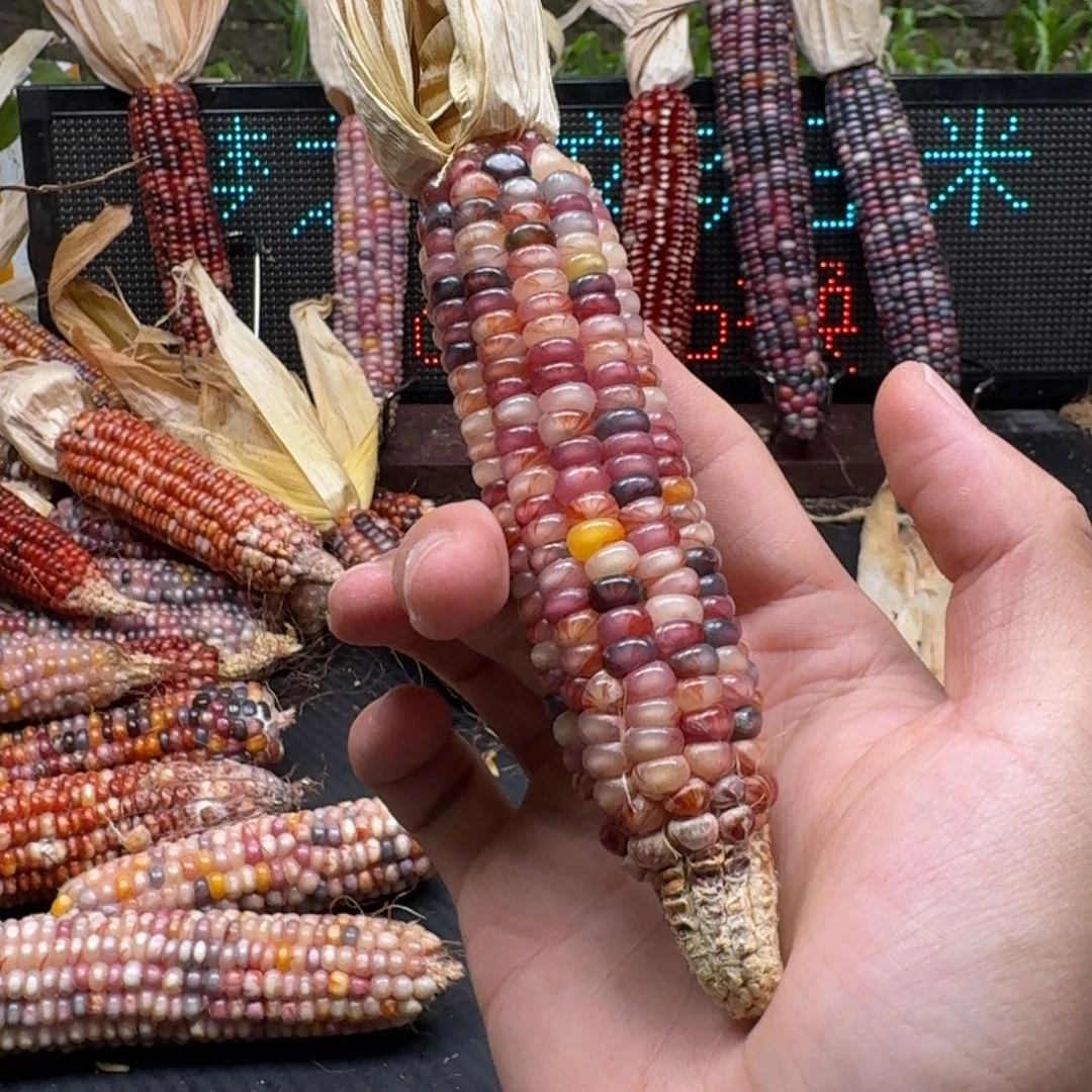 荼***白吊坠柏香籽/百香籽