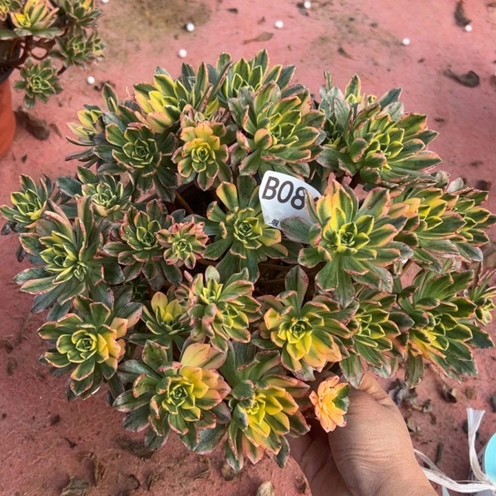 微瑕甜茶多肉植物086.