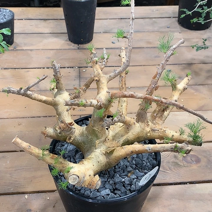 571针叶橄榄哈哈哈哈哈