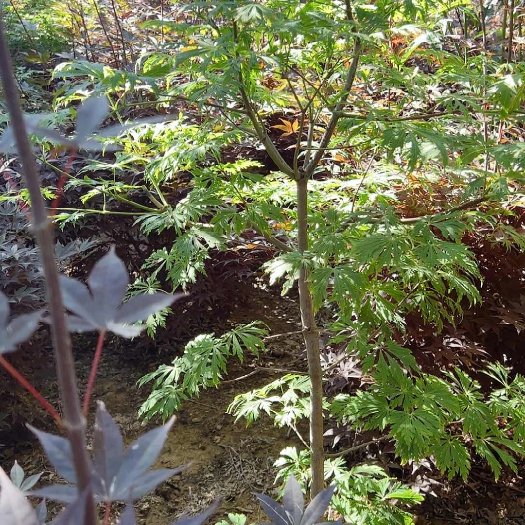 完全开放观叶植物