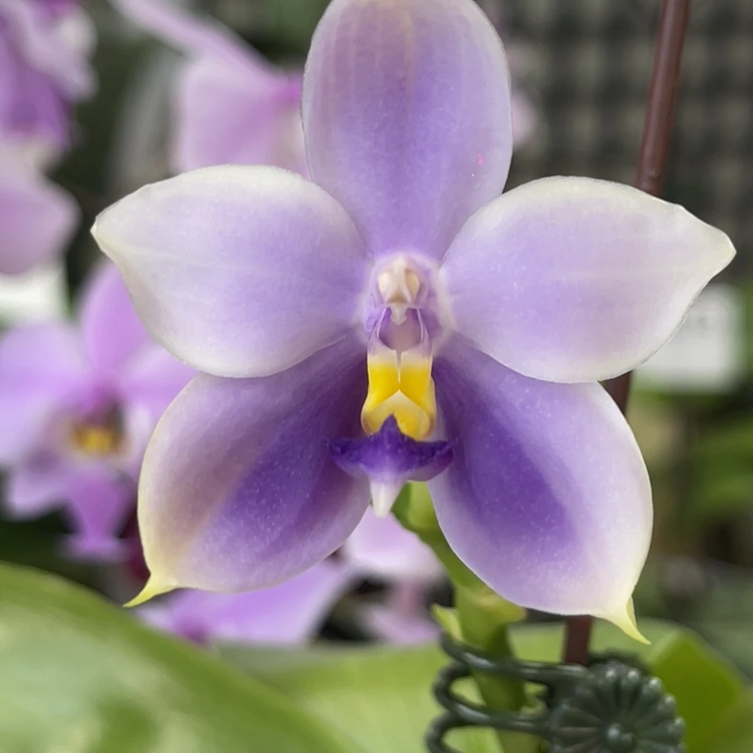 完全开放SWR22MC-1355