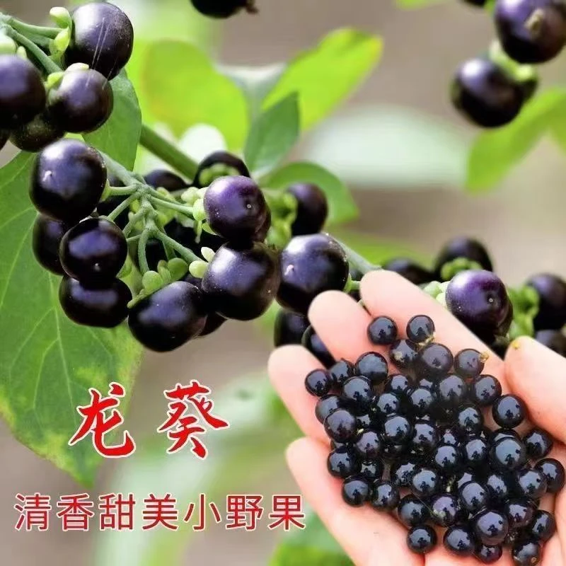 儿时的味道 龙葵苗白花菜苗黑星星黑甜甜黑悠悠盆栽带土发货