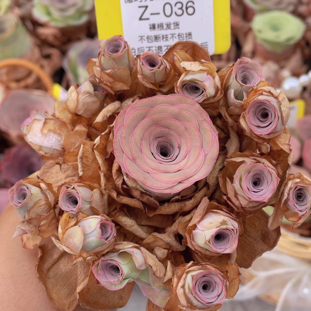 山地玫瑰Z036断枝不包损不售后