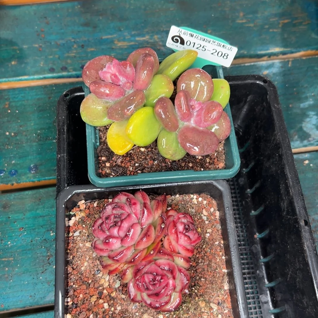 多肉一物一拍编号0125-208