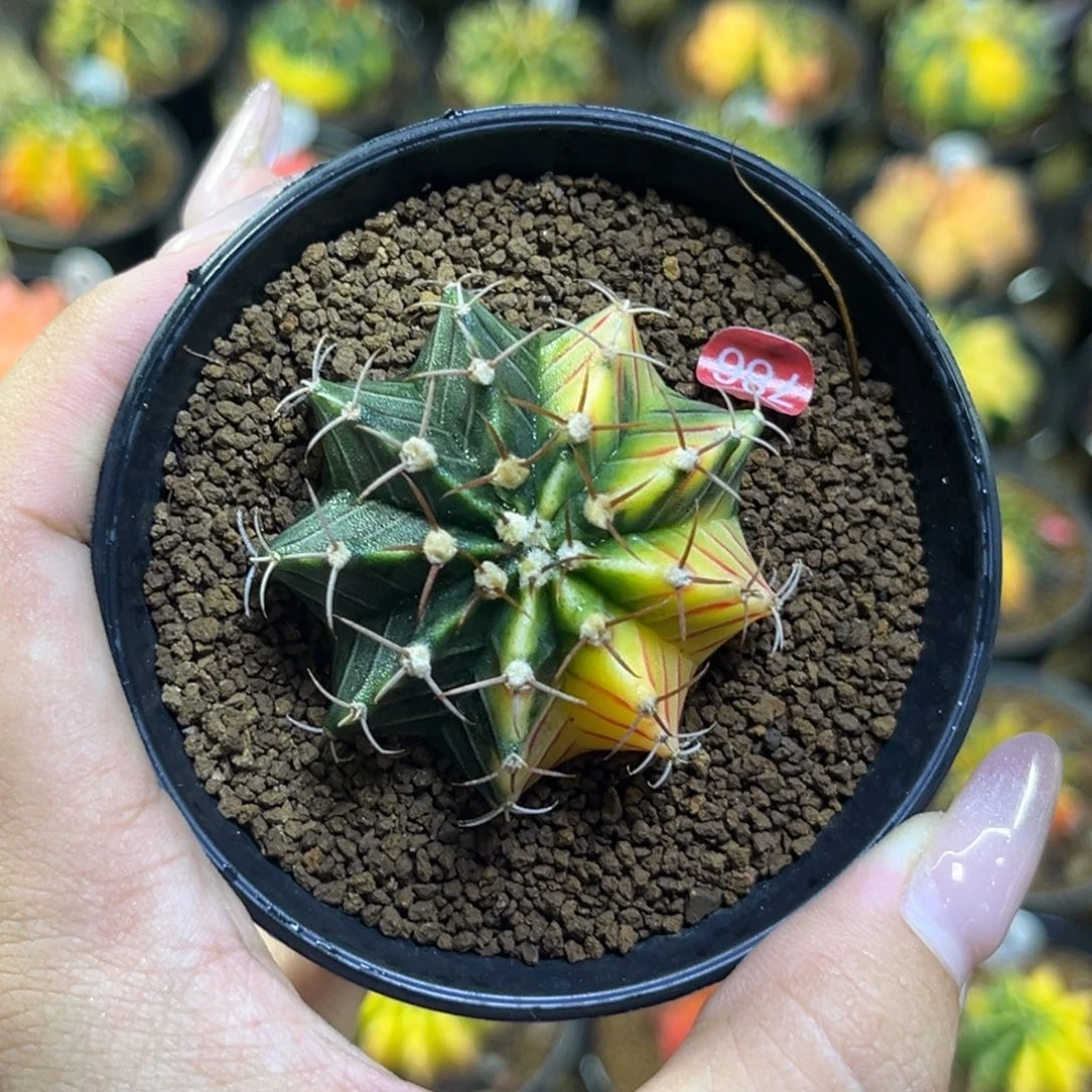 786 带盆土发货 捡漏特价