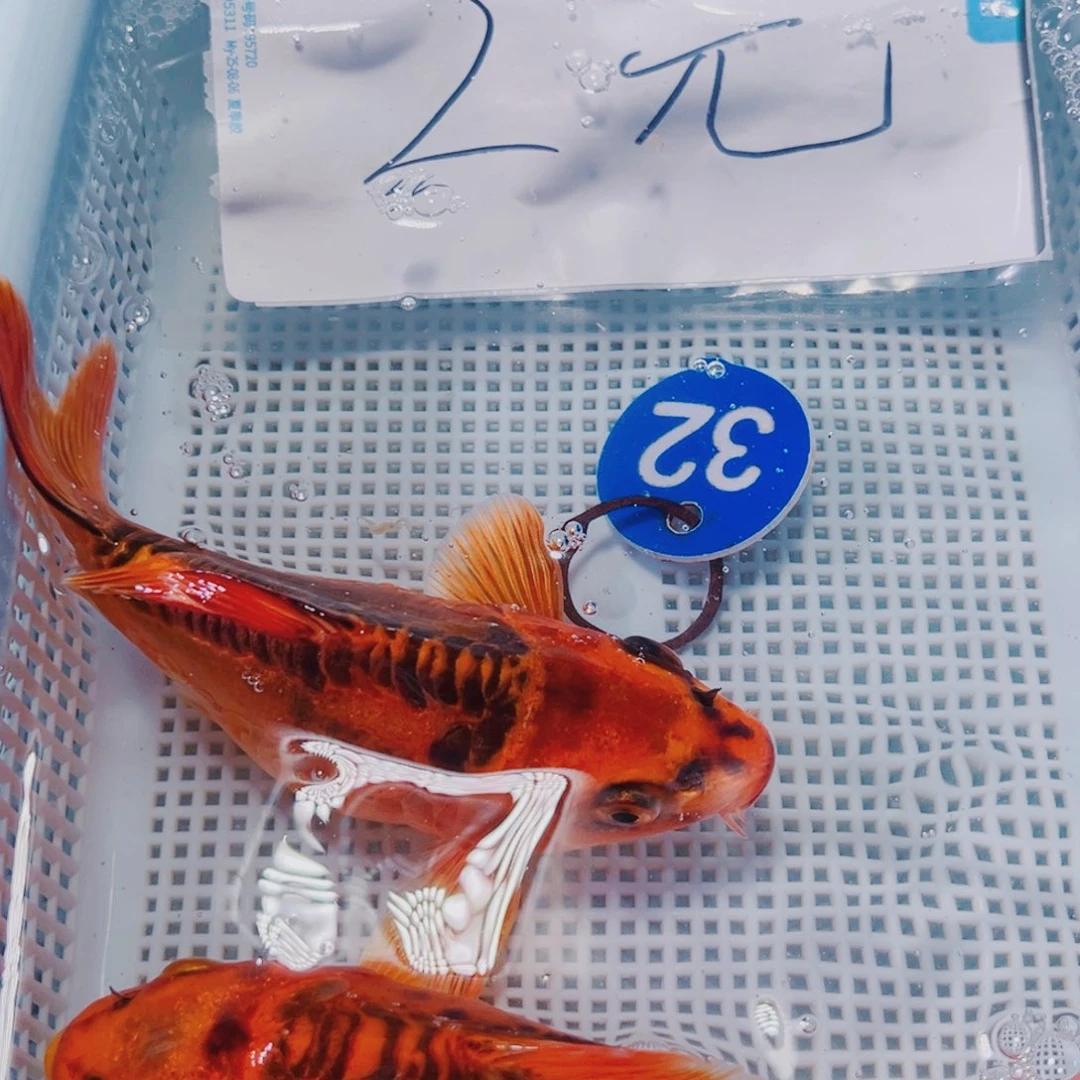 海水鱼锦鲤冷水32