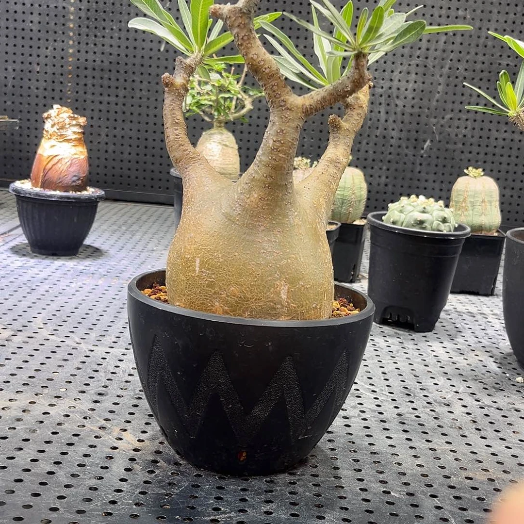 A***九36665566996999999699